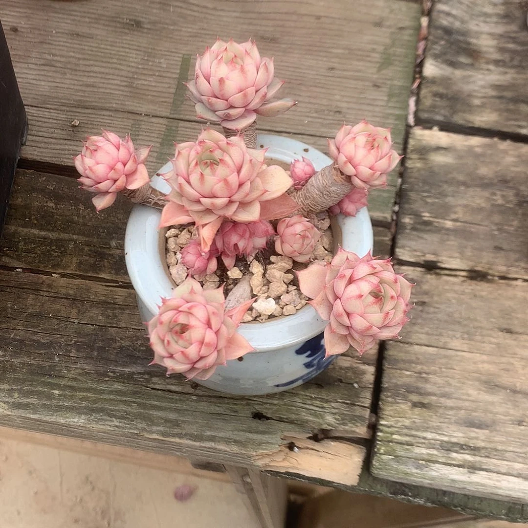 萌***。本吧多肉植物脱土