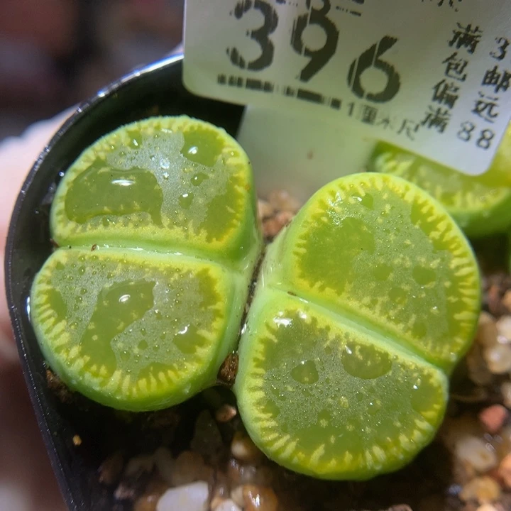 精品生石花28.396