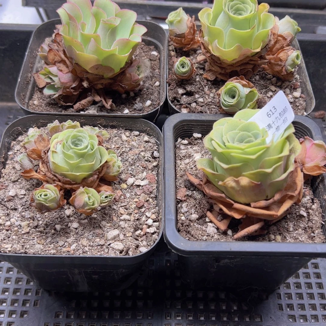 613 侧牙掉了不包损无售后