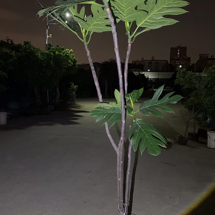 『***』无花朵果树1111111111111111111