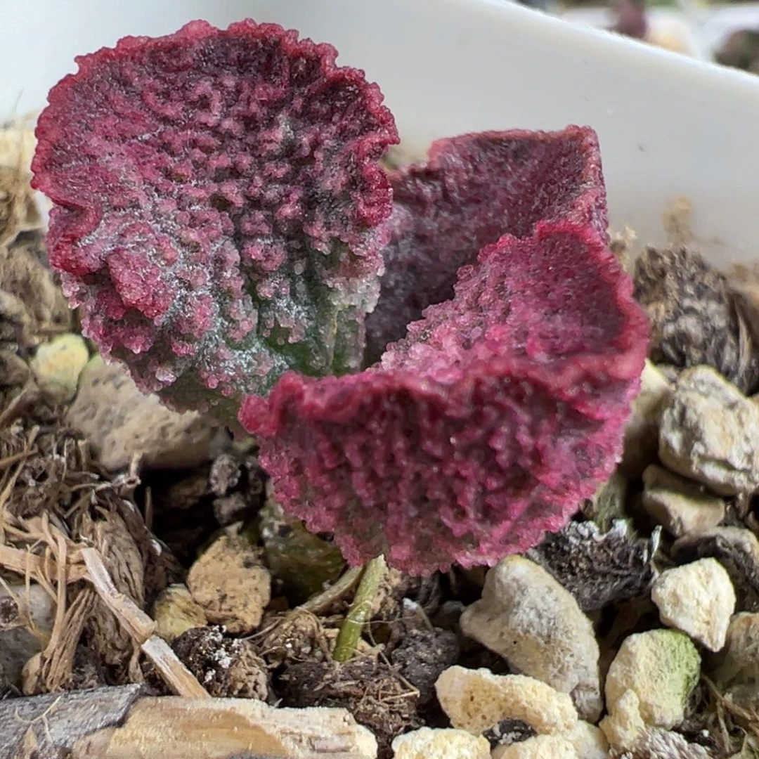 实生新品多肉植物水泡多肉植物