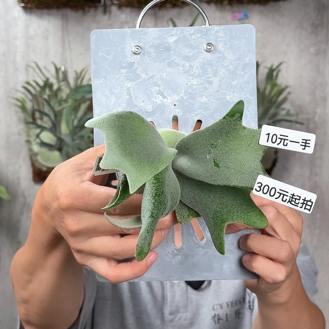 完全开放珍珠皇后鹿角蕨代上板