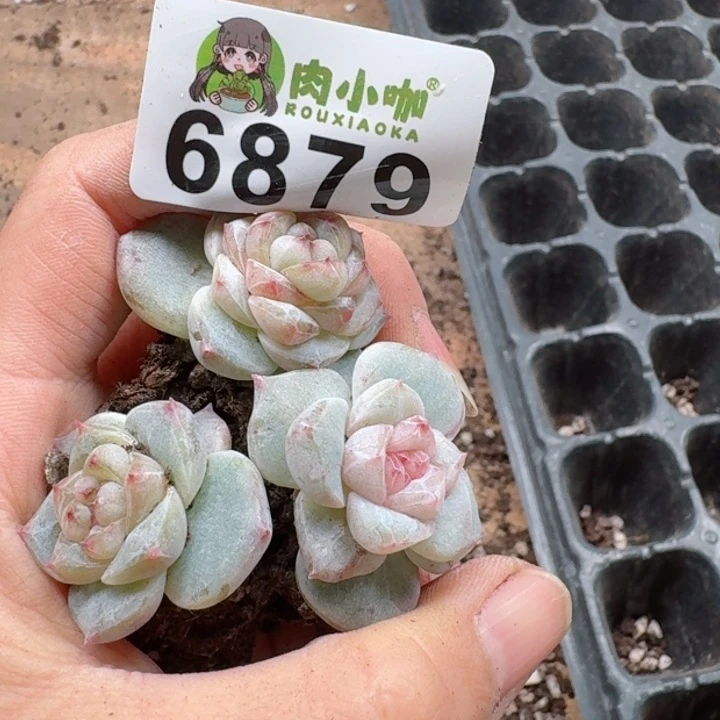 ?****浠多肉植物多肉植物