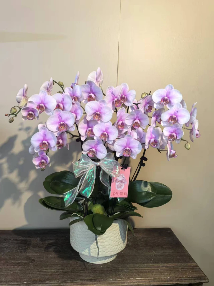 幽梦 粉精灵 真花 蝴蝶兰 罕见金色蝴蝶兰室内精品观赏 真花