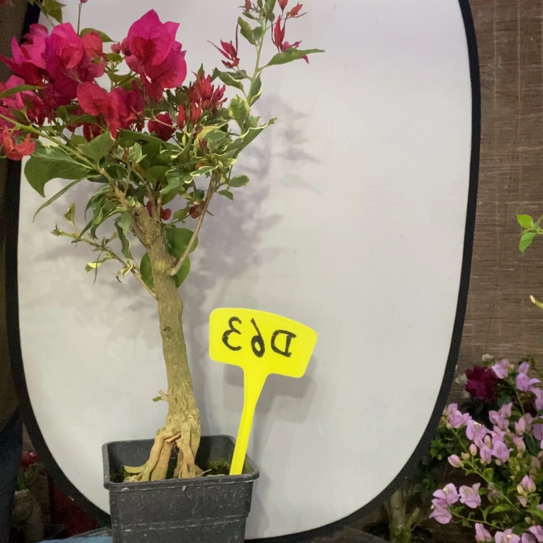 Z*H三角梅红蝶D63