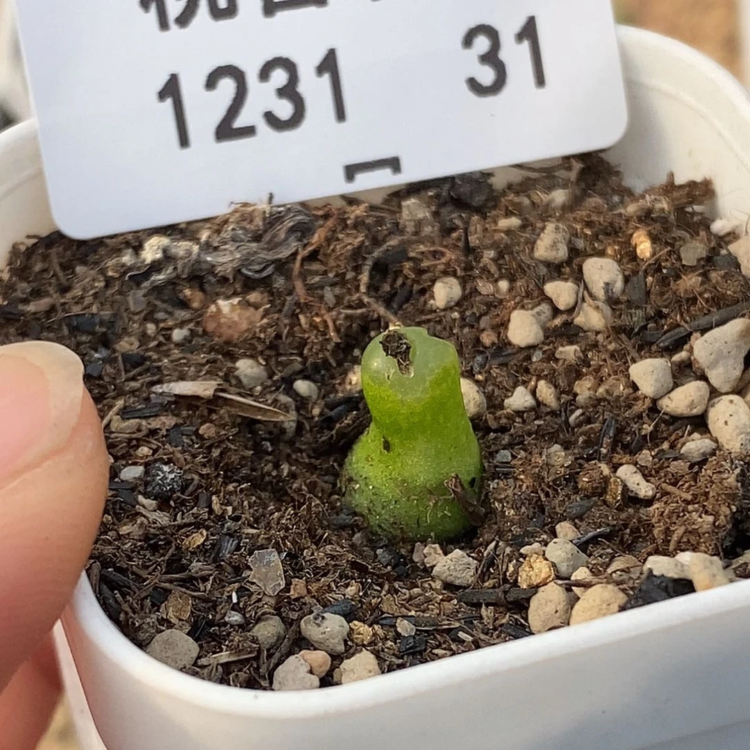 1231-31-小葫芦。