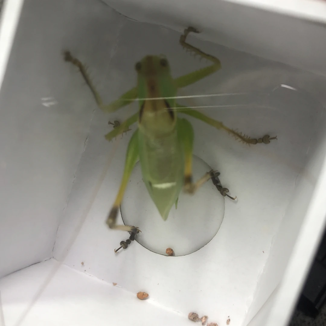 「琪琪蚡房」新拖扎嘴绿吉尔儿