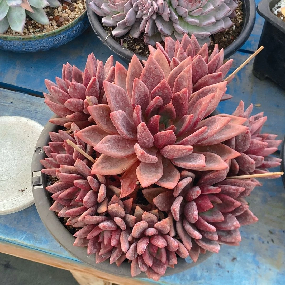 桃花源。