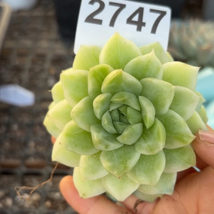 高白瓷麦秆锦多肉植物