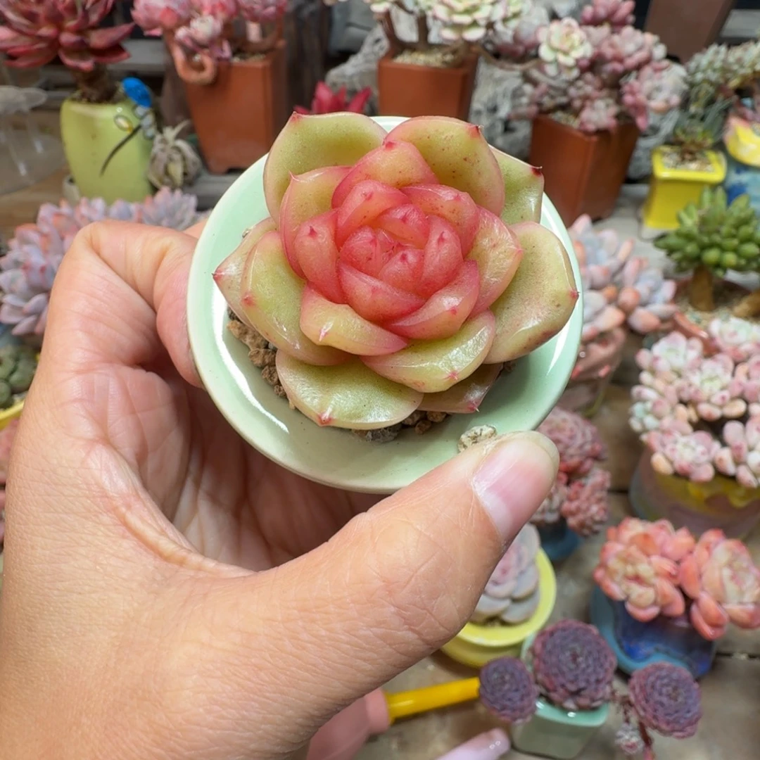 玉跖珍妮 多肉含盆土 一物一拍