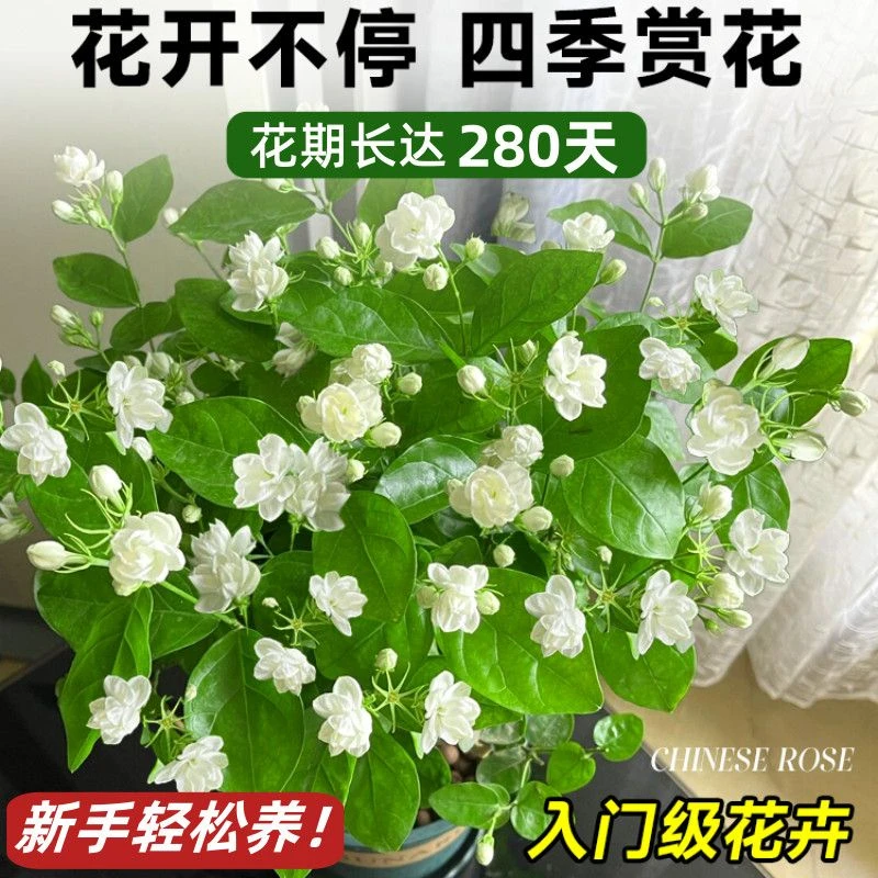 特级重瓣浓香型香水茉莉盆栽老桩水培茉莉室内外种植四季花卉新鲜