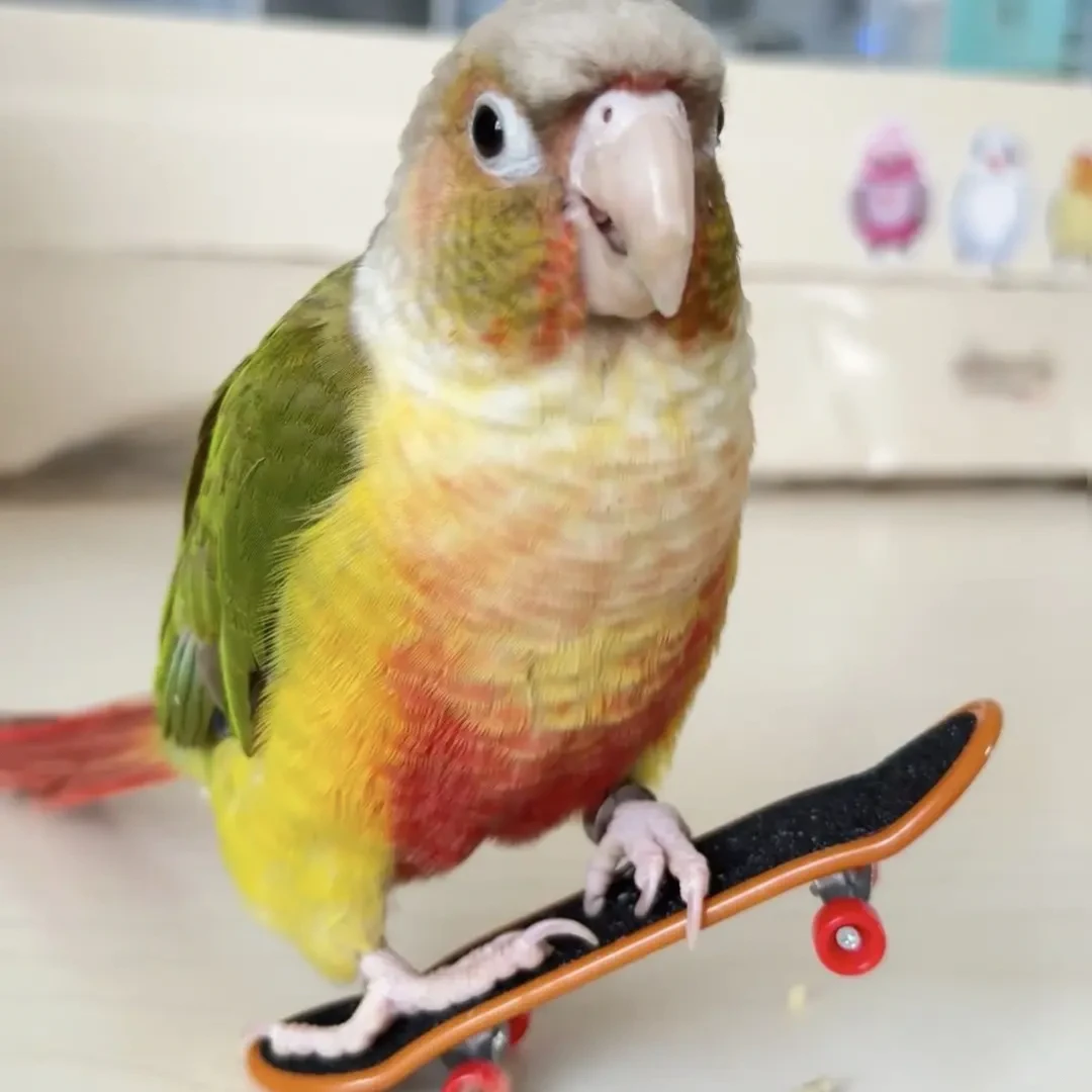 手养亲人粘人鹦鹉活体幼鸟可学舌互动可爱鸟宝顺丰直播间一物一拍