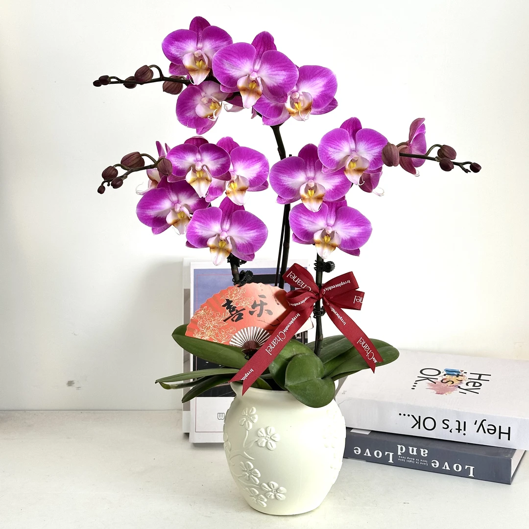 【雪山飞狐】室内蝴蝶兰花盆栽开花株 四季好养护绿植叶片