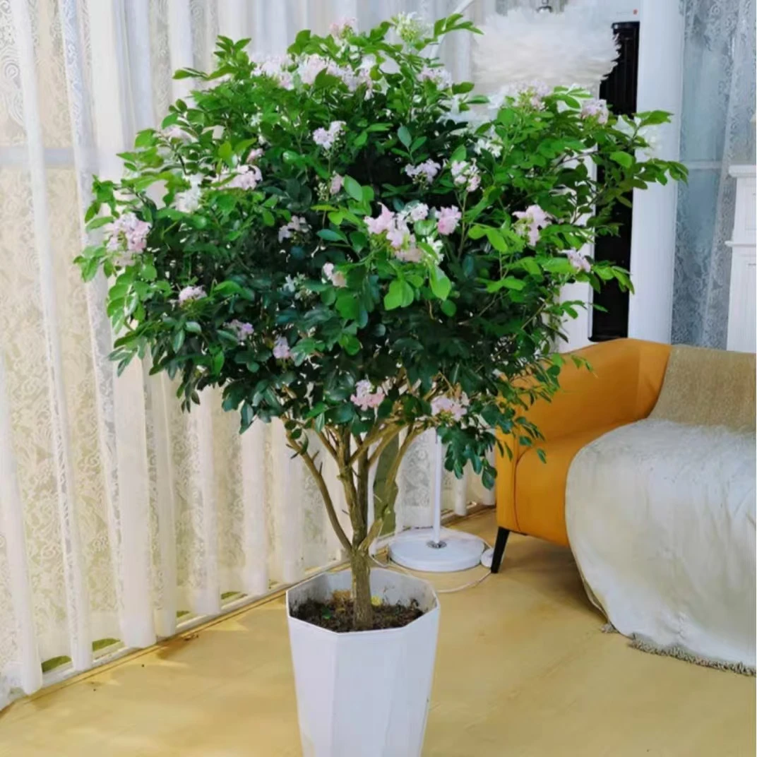 【70-80高度】九里香盆栽绿植盆栽浓香型客厅阳台室内外驱蚊虫植物