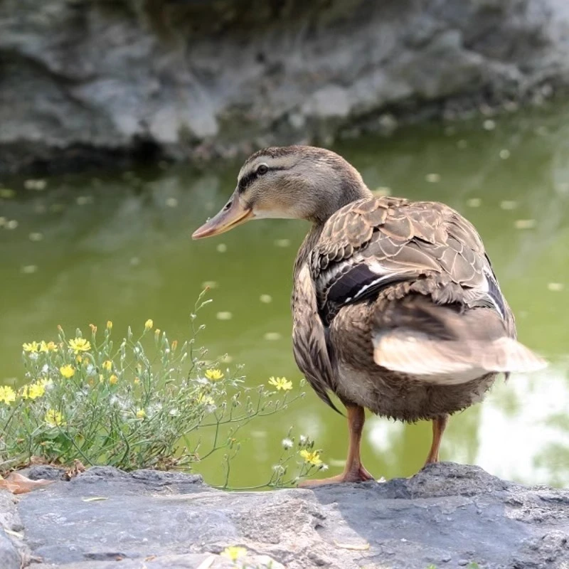 拍30只送5只   绿壳双簧蛋麻鸭 顺丰活体专线