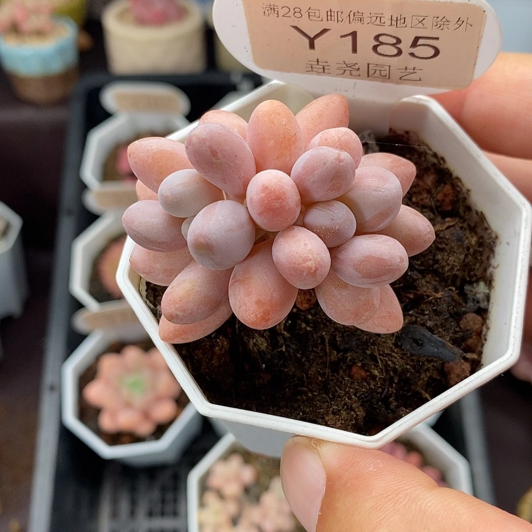 0185 汤圆奶酪 4.5cm
