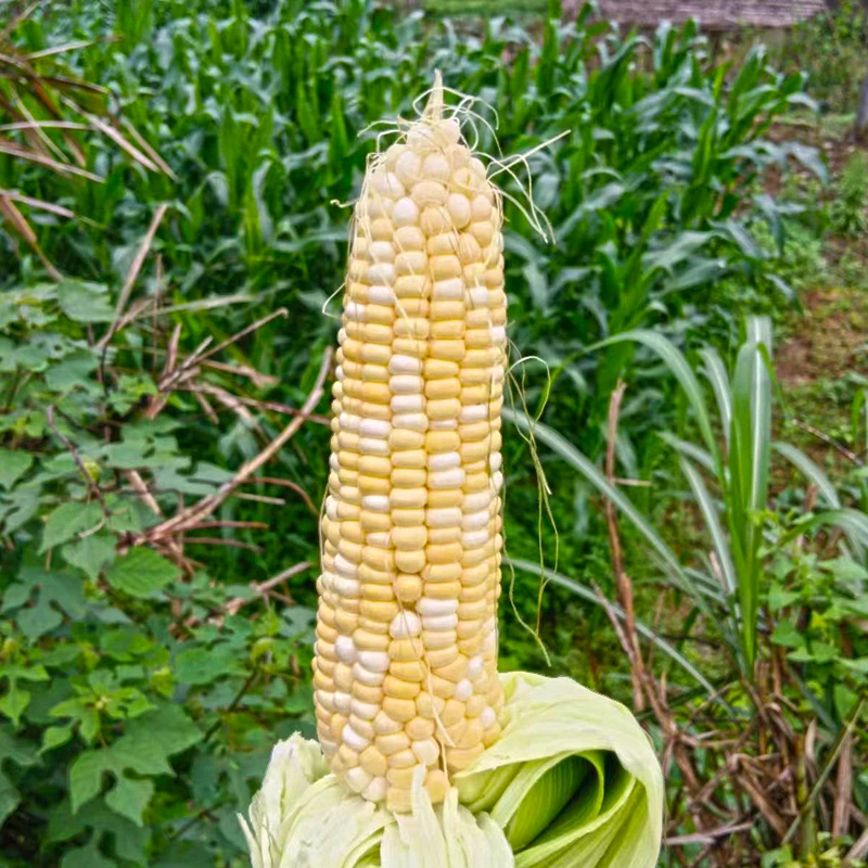 新鲜甜玉米农家自种爆汁水果玉米鲜嫩香甜金银双色玉米