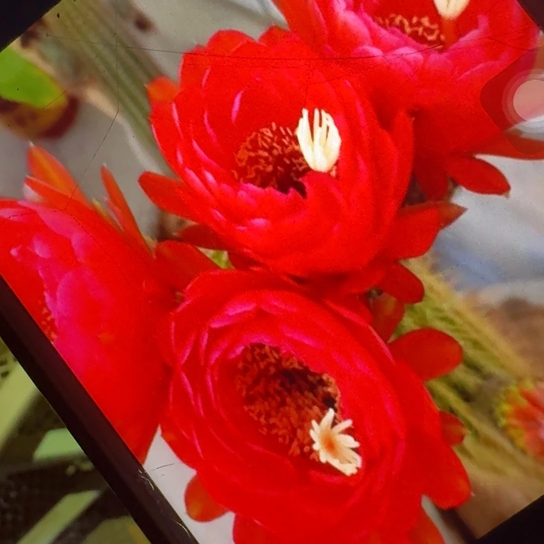 樱桃红侧芽5公分毛花柱