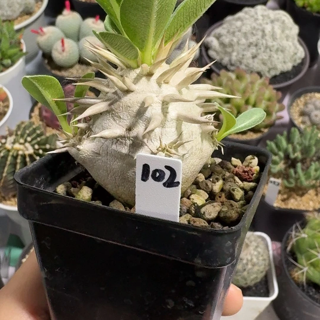 102号象牙玉仙人球12