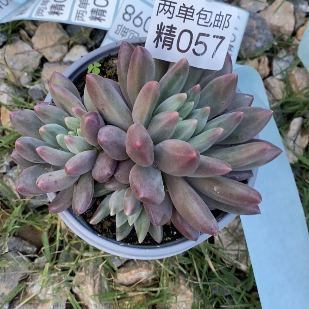 哈哈哈哈哈哈哈哈057