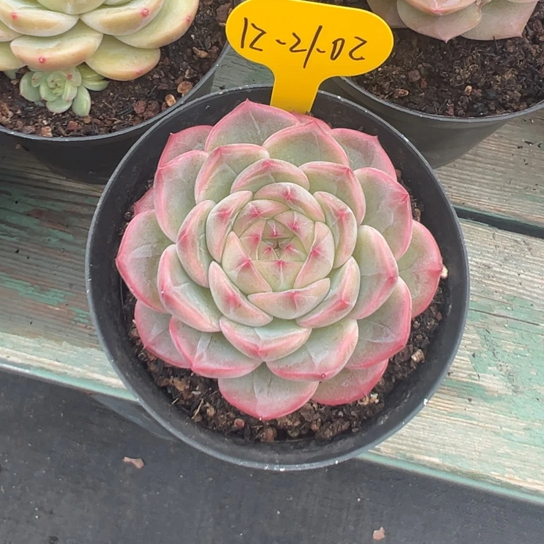 想***觉12-21-02新品美肉多肉植物