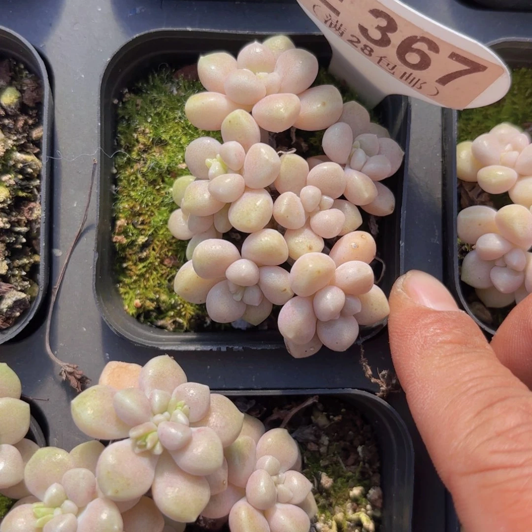 E367丸叶姬秋丽一物一拍