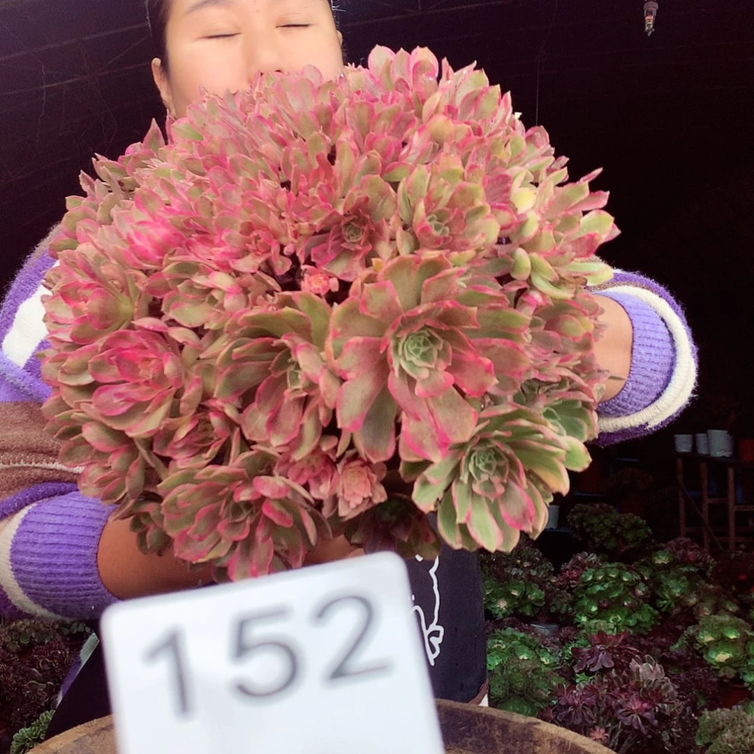 柒柒精品多肉脱土发货不包断侧枝152