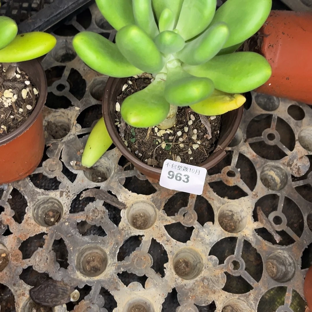 阿雅园艺。      963芒果美人