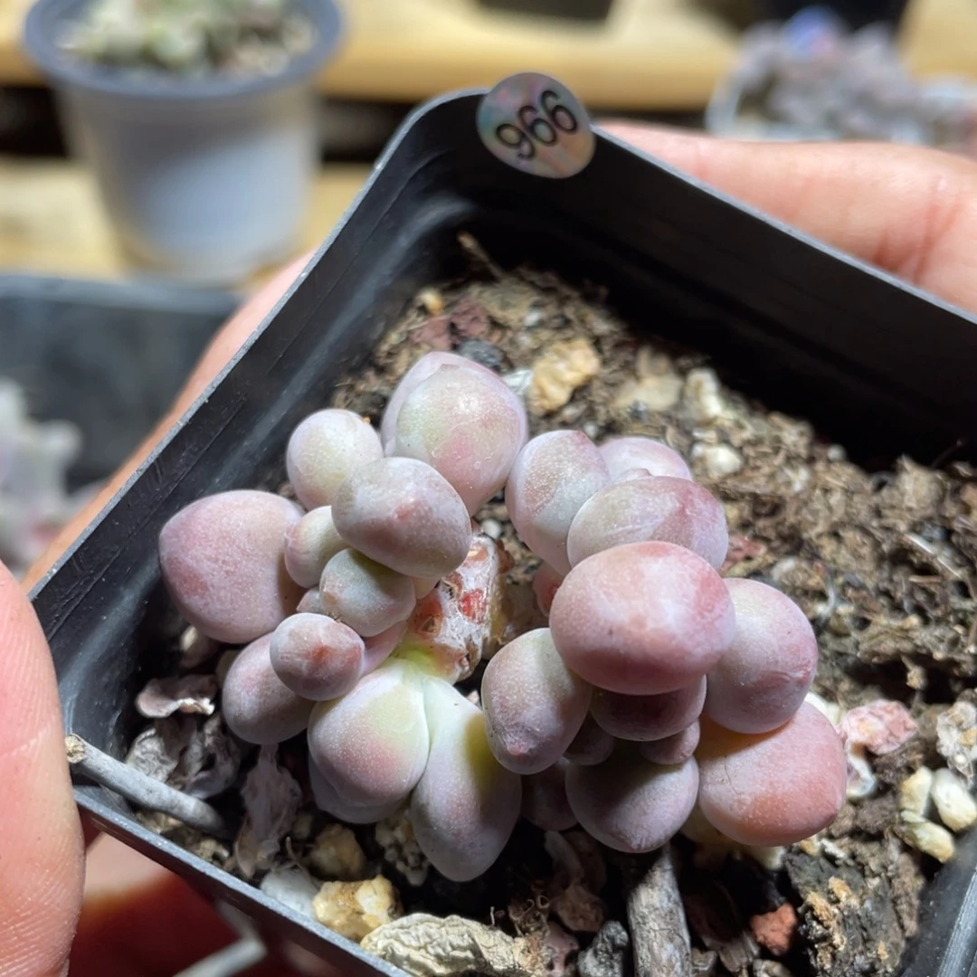 贵妃奶酪胖胖出暗纹