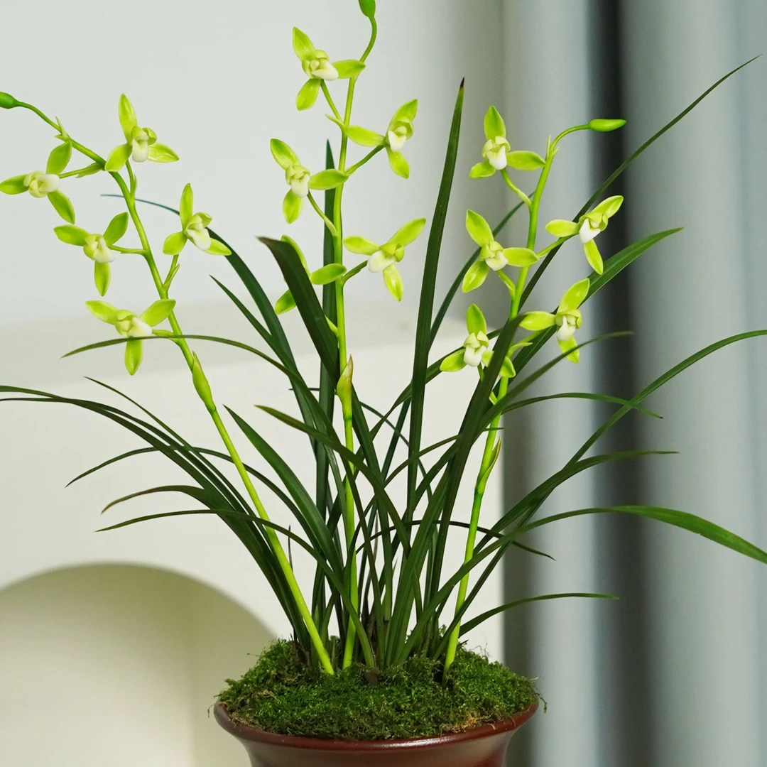 【紫砂盆带花剑】建兰铁骨素梅兰花带花剑 花期7-11月