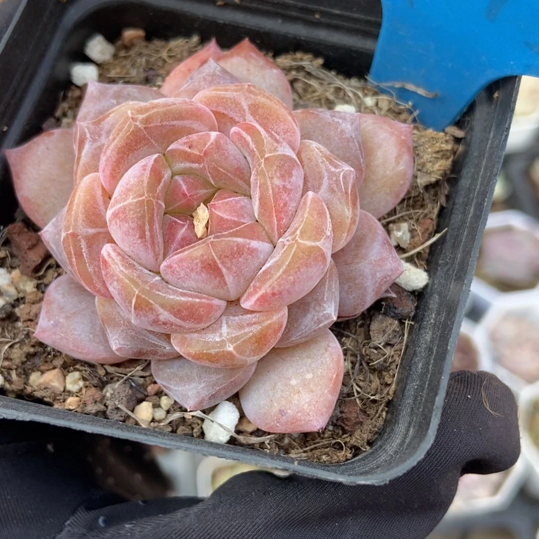 795冰魄多肉植物保护