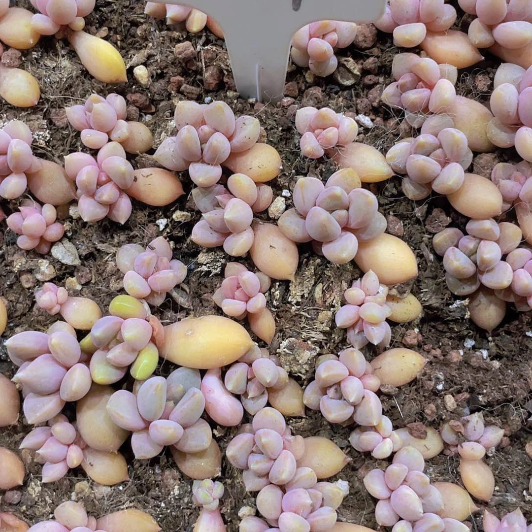 红象牙5颗一组w031量拍