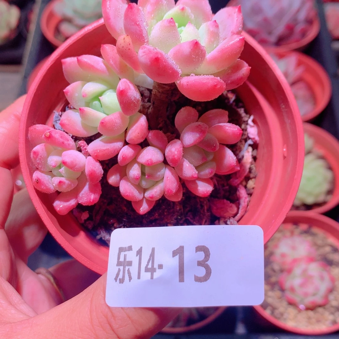 乐然14-13 洛丽塔