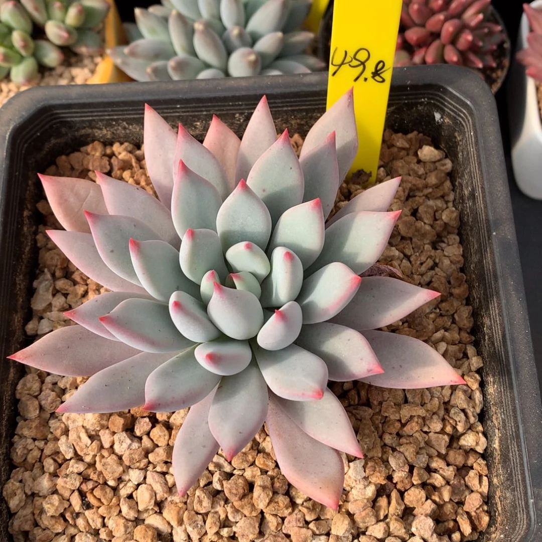 我们家的小姐姐们