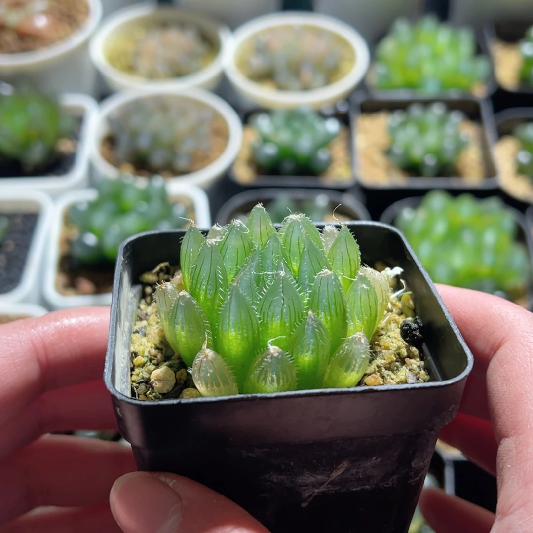 钻石实生针管玉露