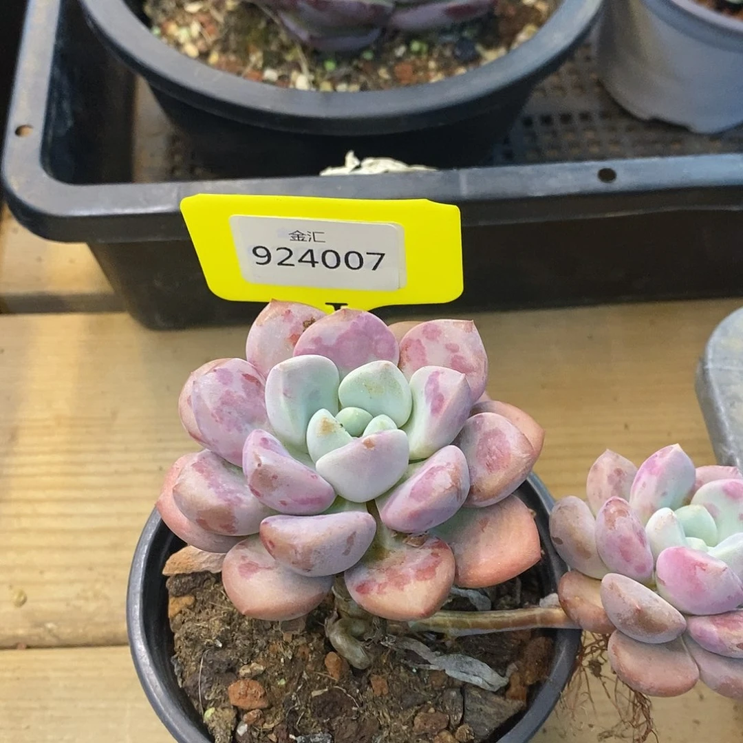 血***疤福利多多。924007