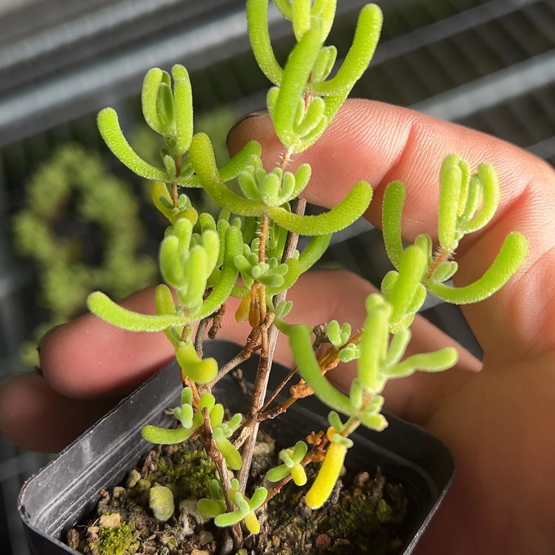 小心心锦55杯老桩福利