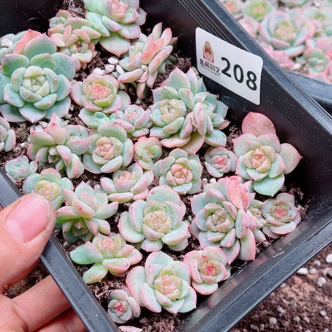 诗***艺多肉植物多肉植物