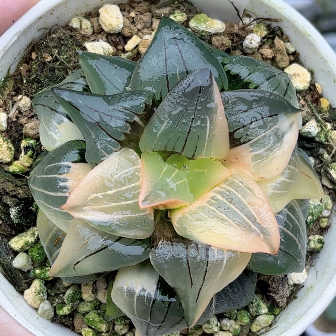 95糊斑趋势红纹寿锦福利专场