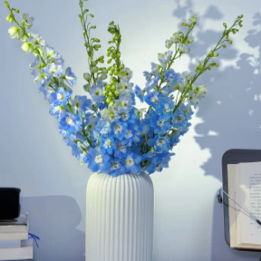 大飞燕 （浪漫生活的记录者）