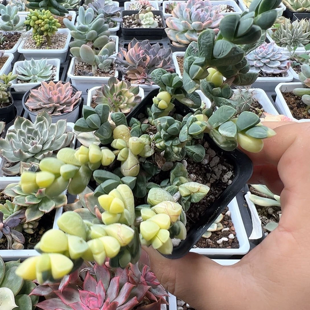 鹿角海棠锦 一单包邮非偏远