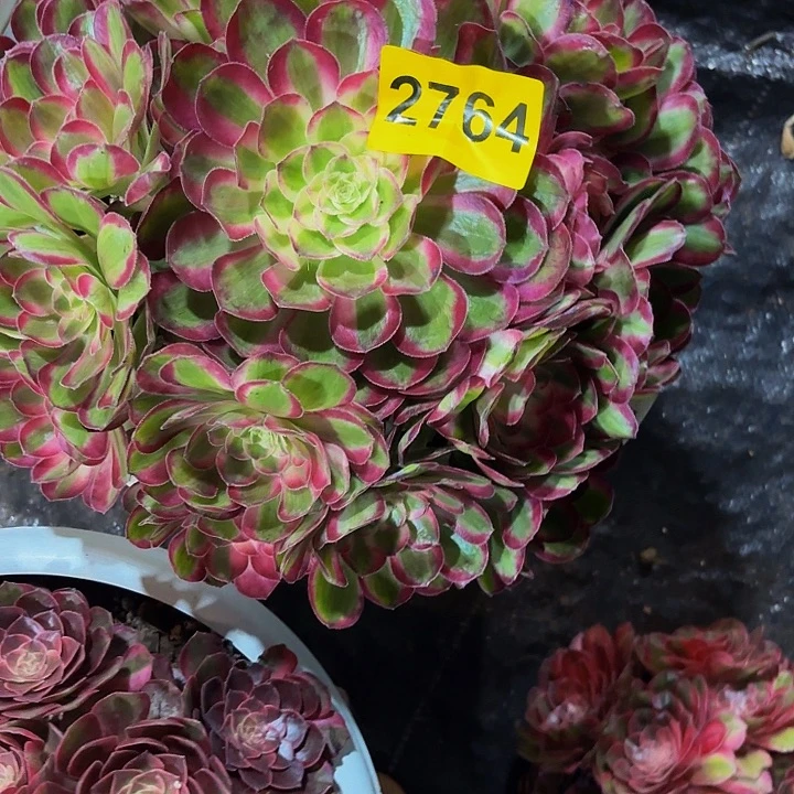 多肉植物孔雀翎2764