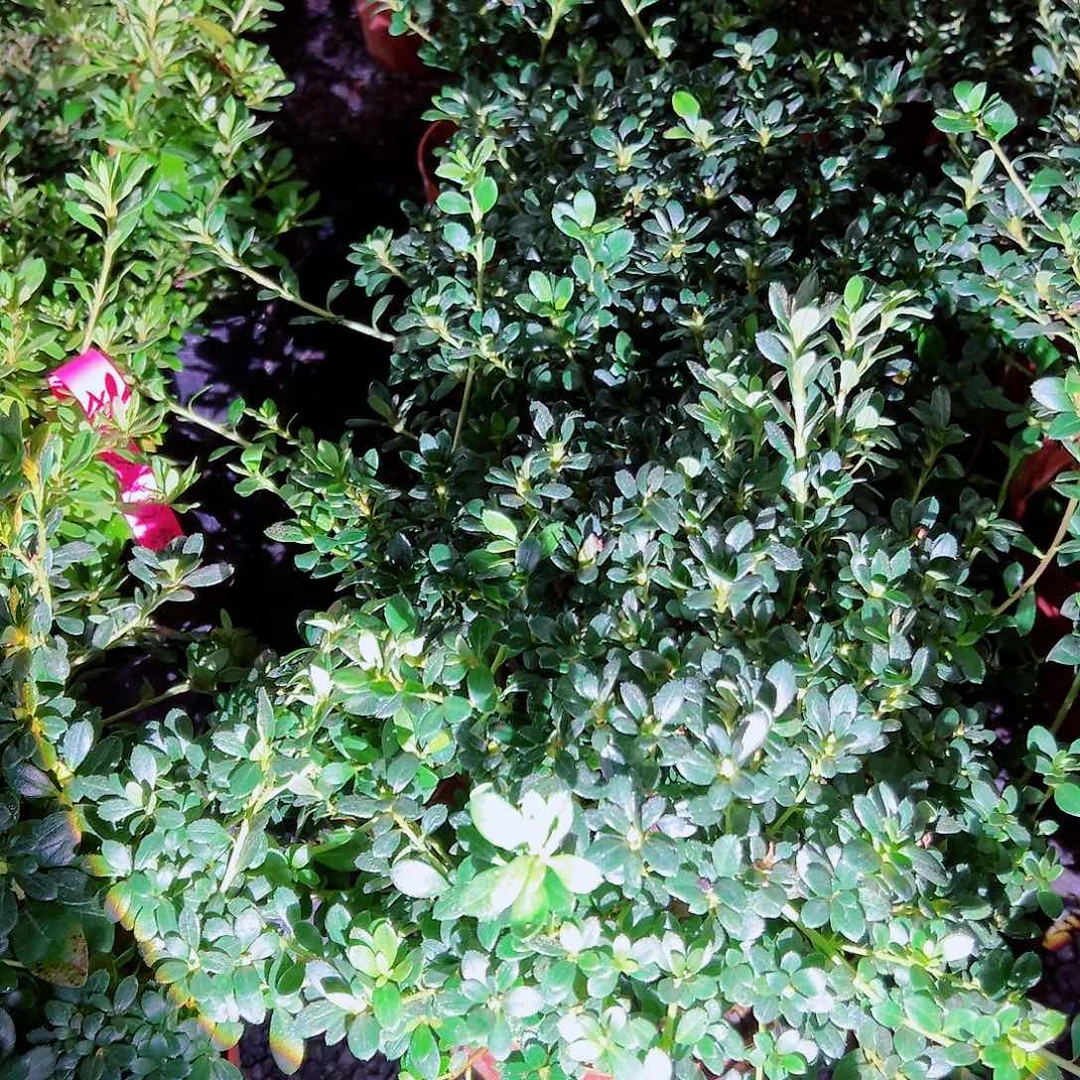 无花朵盆景皋月杜鹃绢姬