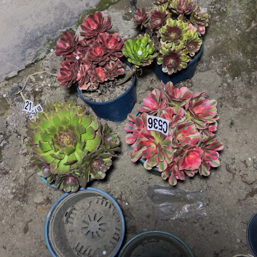 四盆法师26/0包邮