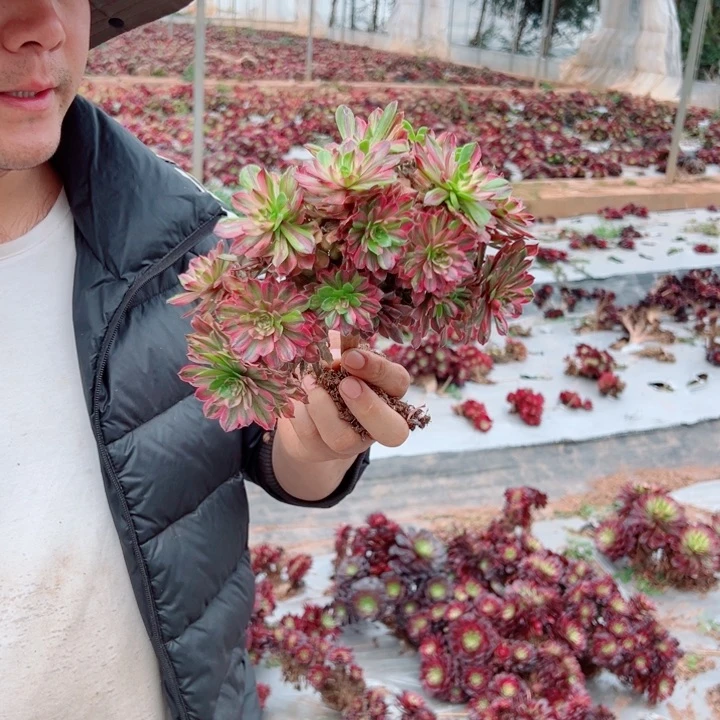 小颗粉带醉多肉法师