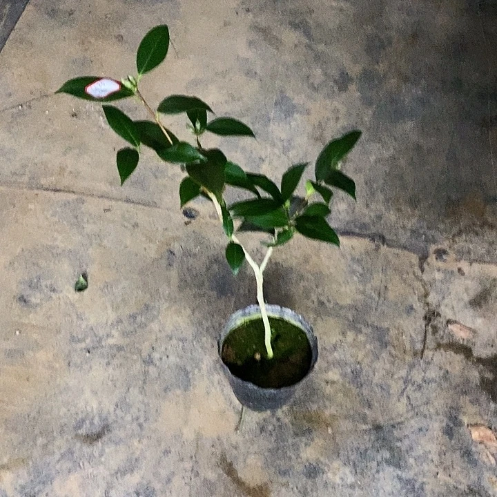 无花朵皇家天鹅绒。