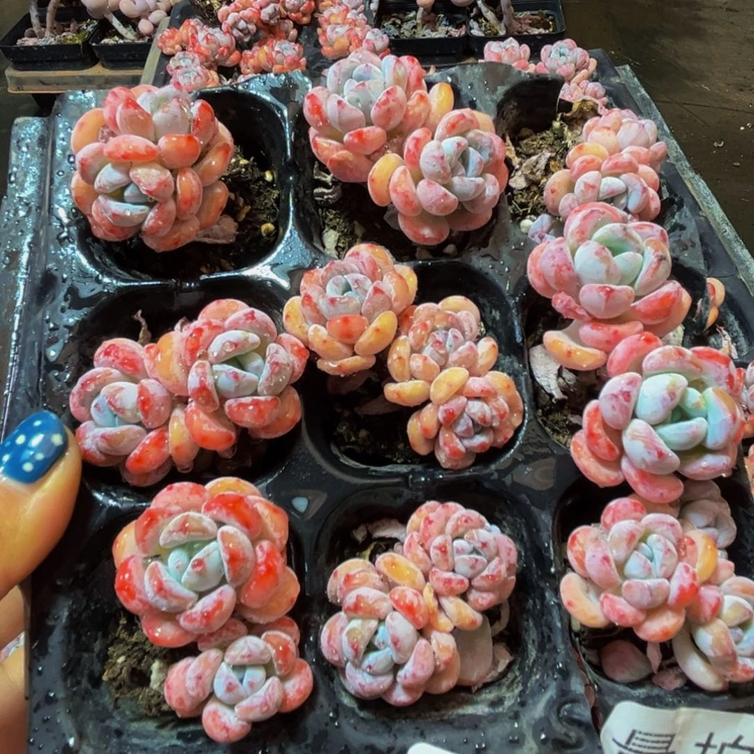 210的人都是这样的吗笑而不