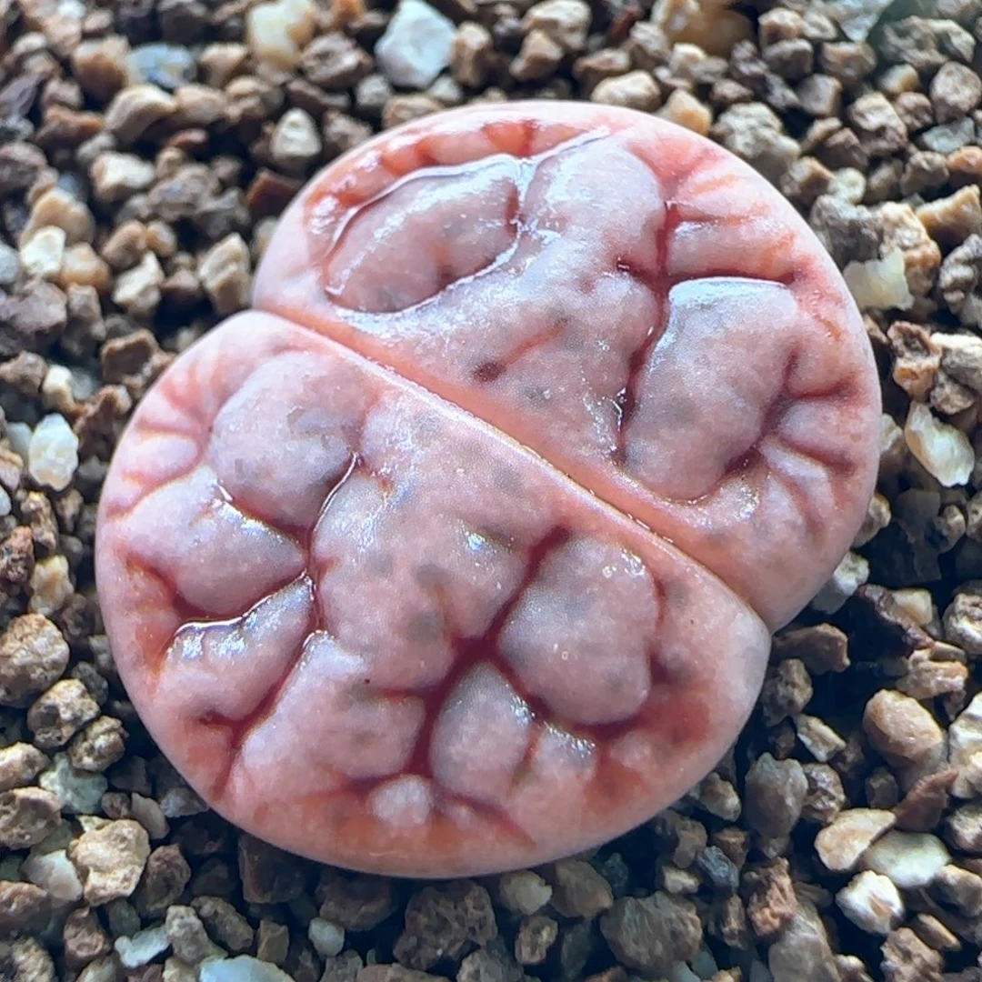 0657/c383 多肉植物/