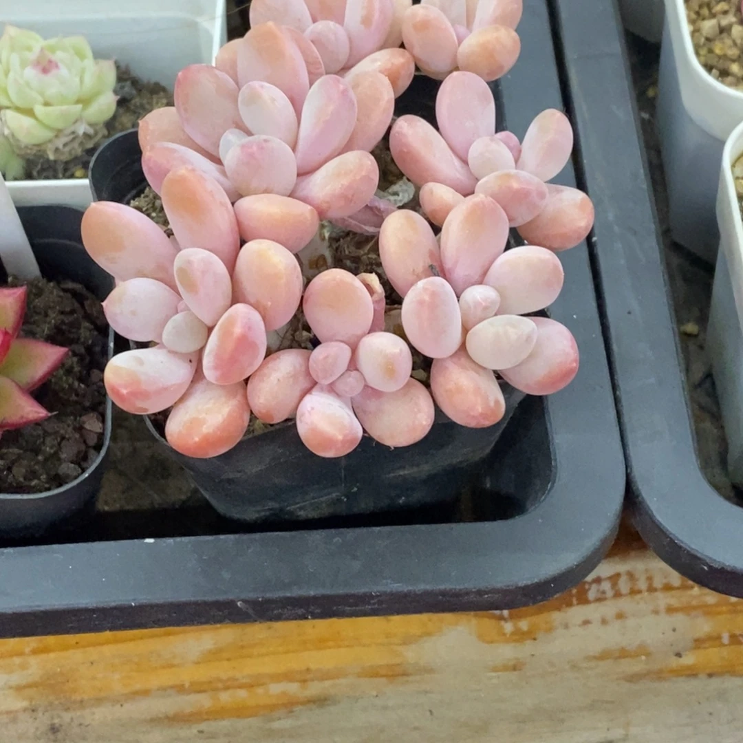 精品多肉一物拍不包整204