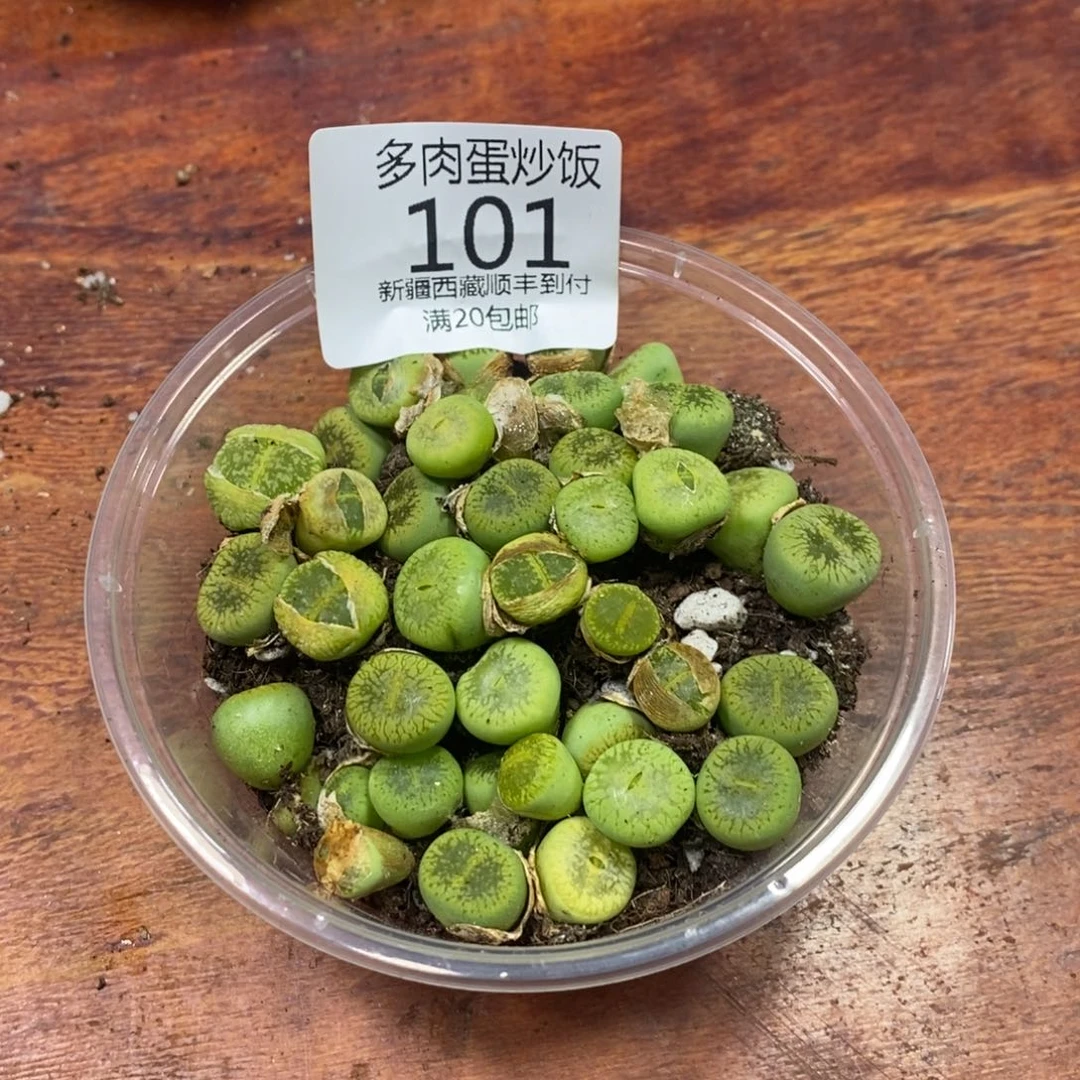 多肉蛋炒饭，感谢您相伴101